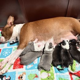 Boston Terrier puppies from Molly & Hailey’s Boston Terrier Pups