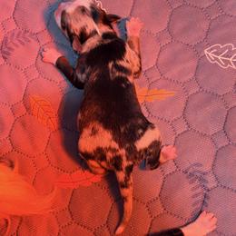 Boy 3 - Blue merle male Miniature Australian Shepherd puppy in Arcadia, Indiana from Sunset Cowgirl Mini Aussies