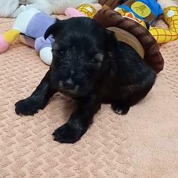 Boy 2 - Salt and pepper Miniature Schnauzer puppy in Kannapolis, North Carolina from Schnauzer Affinity
