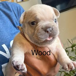 Wood (The Gentle Giant) - Cream male French Bulldog puppy in Newport News, Virginia from Emotional Support Babies
