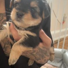 MILO - Black and tan male Shorkie puppy in Washington, Washington, D.C. from Evelyn Renee House of Aces