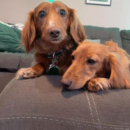 Dachshund All Grown Up from Lone Star Longhair Dachshunds
