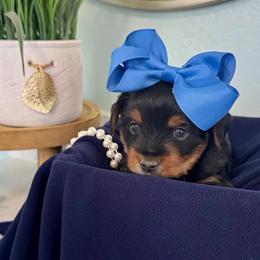 Charlie - Black and tan male Yorkshire Terrier puppy in Bakersfield, California from Yorkie To My Heart
