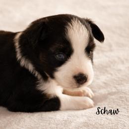 Schaw - Black tri male Miniature Australian Shepherd puppy in Blackfoot, Idaho from Bellewynd Acres