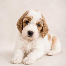 Therese (Piper) - Parti female Goldendoodle puppy in Rocky Point, North Carolina from CelticDoods