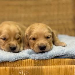 Boy 2 - Golden male Golden Retriever puppy in Tonasket, Washington from Denzil’s Goldens