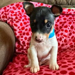 Atlas - White black and tan male Rat Terrier puppy in Molalla, Oregon from The Puppy Patch Rat Terriers