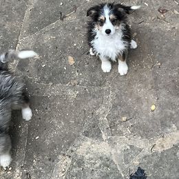 Aussiedoodle Puppies from Hearth&Hound Doodles