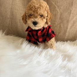 Pekingese, Poodle, and Shih Tzu Puppies from Happy puppies