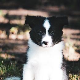 Lily - Black female Border Collie puppy in Dallas, Texas from Effervescent Border Collies