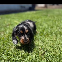 Ollie - Dapple male Dachshund puppy in Anaheim, California from SoCal Mini Dachshunds
