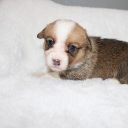 KitKat - Red female Pembroke Welsh Corgi puppy in Paradise, Texas from Corgis in Paradise
