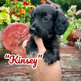 Kinsey - Black female Assorted Doodle Crosses puppy in Coal City, Indiana from Angel Blue Dogs