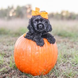 Cavalier King Charles Spaniel, Cavapoo, Cockapoo, and Cocker Spaniel Puppies from Double M Cocker Spaniels