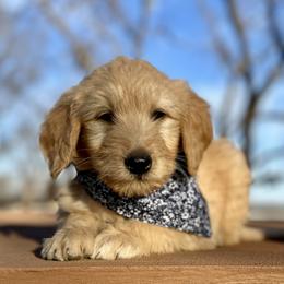 Jack - Cream male Goldendoodle puppy in Osage City, Kansas from Golden Ridge Goldens