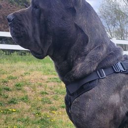 Cane Corso All Grown Up from Bane's Legacy Cane Corso