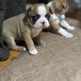 Buffy - Seal brindle and white female Boston Terrier puppy in Wellington, Ohio from Twist of Faith Farms