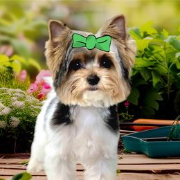 Timasi - Biewer Terrier