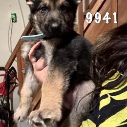 Chevy - Black and red male German Shepherd puppy in Yuba City, California from Barton’s German Shepherds