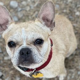 Tater - French Bulldog