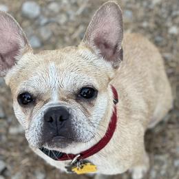 Tater - French Bulldog