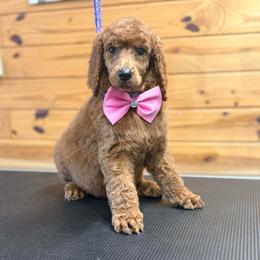 Red  Collar - Red  female Poodle puppy in Henagar, Alabama from Windy Oak Kennels