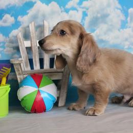Benjamin - Dapple male Dachshund puppy in Pace, Florida from Shoebox Doxie’s