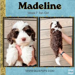 Madeline (Tan girl): Ready 11-3 - Tri-color female Bernedoodle puppy in Boiling Springs, South Carolina from OlliePups, LLC