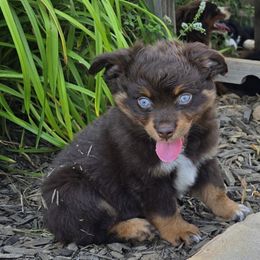 Bee - Red tri female Miniature Australian Shepherd puppy in Paris, Texas from Blue Envy Mini Aussies
