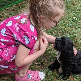 Australian Labradoodle Puppies from Llewellyn's Grove Labradoodles