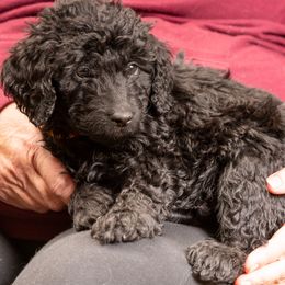 Oreo - Black Goldendoodle puppy in Des Plaines, Illinois from SnoogleDoodles