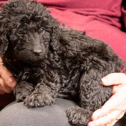 Oreo - Black Goldendoodle puppy in Des Plaines, Illinois from SnoogleDoodles