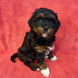 Cayenne - male Cavapoochon puppy in North Lawrence, Ohio from Liberty Pups