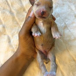 Domino - Wheaten male Miniature Schnauzer puppy in Menifee, California from Moonshine’s Minis