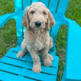 Blueberry - Goldendoodle puppy in Shreveport, Louisiana from Faith's Southern Goldendoodles