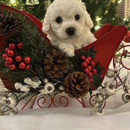 Bichon Frise Puppies from Charming Bichons