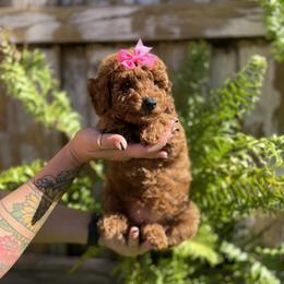 Poodle Puppies from Sakura Poodles