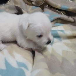 Girl 2 - White female West Highland White Terrier puppy in Morrison, Tennessee from Westies of Morrison