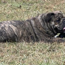 Bulldogs and French Bulldogs from Southern Standard Bulldogs