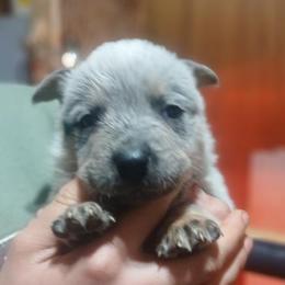 Clyde - Blue speckled male Australian Cattle Dog puppy in Morganton, North Carolina from Trinity C Acres