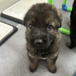 Sable - Sable male German Shepherd puppy in Athol, Idaho from Coterie Shepherds