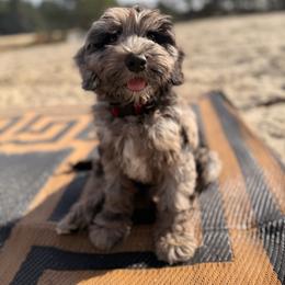 Platinum - Blue male Australian Labradoodle puppy in Brush Prairie, Washington from Fancy Pants Labradoodles
