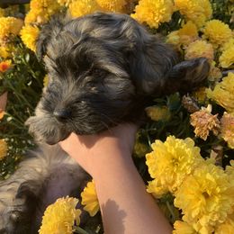 Havanese Puppies from Havanese If You Please
