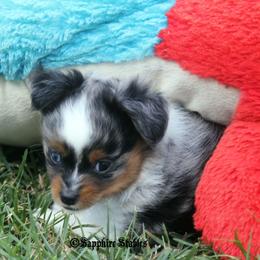 Miniature Australian Shepherd and Toy Australian Shepherd Puppies from Sapphire Stables