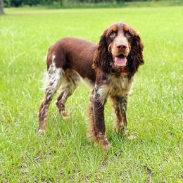 Oso - English Springer Spaniel
