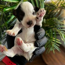 Will - Parti male Miniature Schnauzer puppy in Menifee, California from Moonshine’s Minis