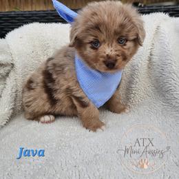 Java - Red merle male Miniature American Shepherd puppy in Austin, Texas from ATX Mini Aussies