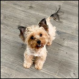 Lakelynn - Yorkshire Terrier