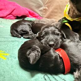 Undetermined - Slate blue male Kerry Blue Terrier puppy in Salt Lake City, Utah from Marble Mountain Kerry Blue Terriers