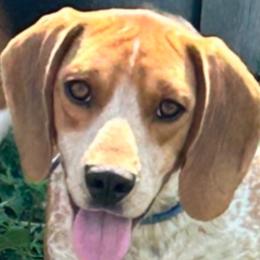 Bentley - Beagle